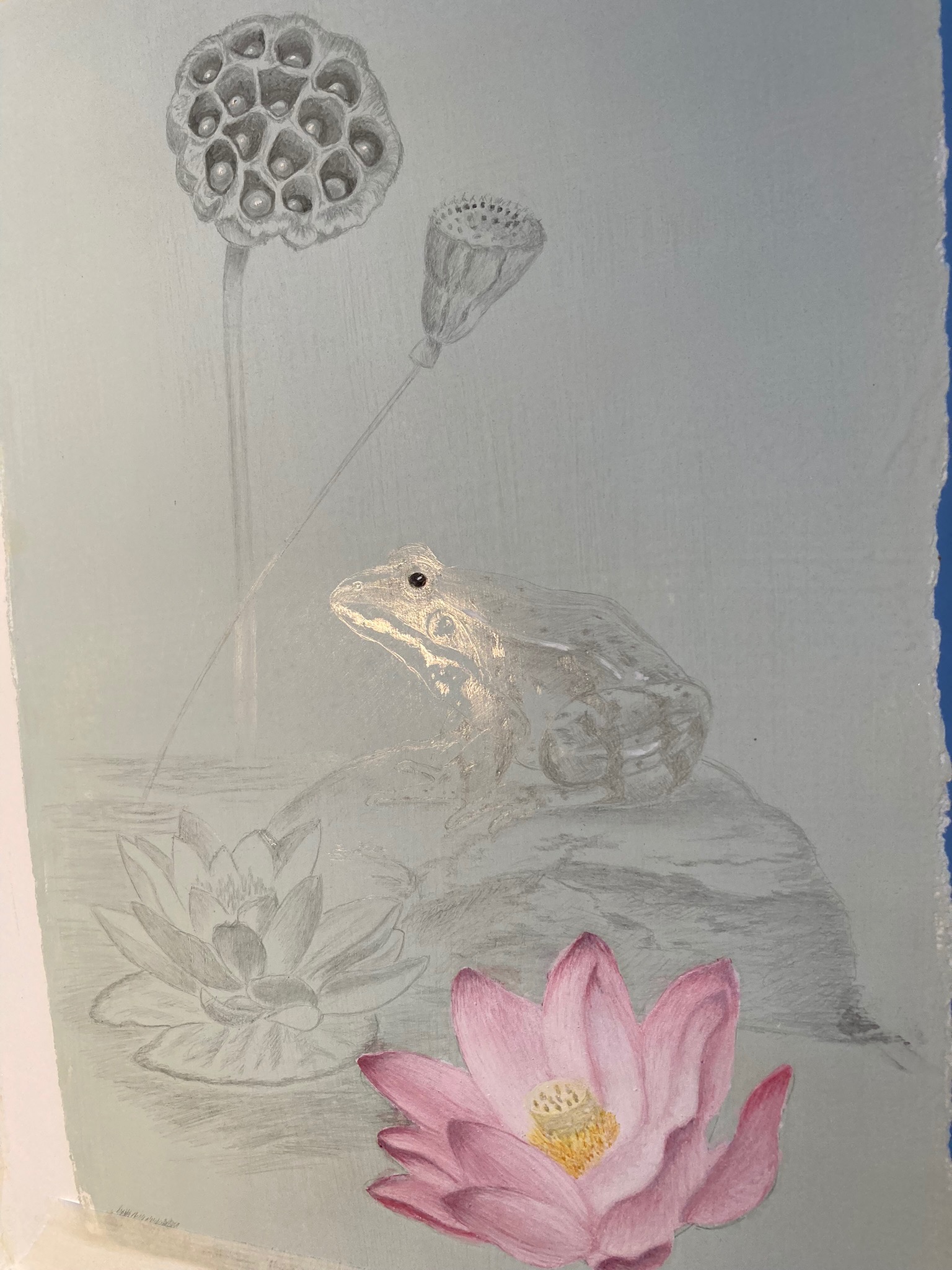 silverpoint teckning